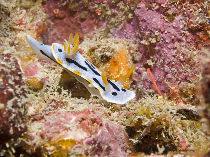 Nudibranch, Mabul, Stingray City